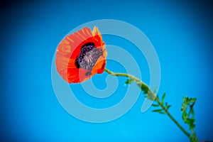 Beautiful red blooming poppy flower isolated on blue