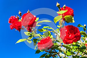 Beautiful red blooming rose flower bush on clear blue sky background. Close up nature background