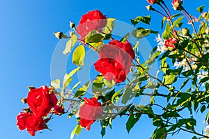 Beautiful red blooming rose flower bush on clear blue sky background. Close up nature background