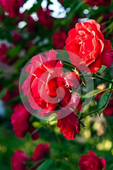 Beautiful red blooming rose flower bush. Close up natural background