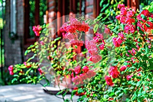 Beautiful red blooming rose flower bush in home garden at countryside at summer. Decorations and gardening