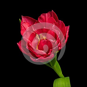 Beautiful red blooming tulip with green stem and leaves isolated on black background. Close-up studio shot.