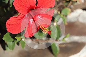 Beautiful red blossom on the streets of Costa Adeje in Tenerife