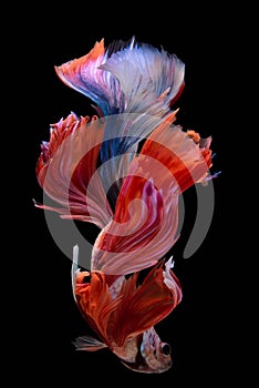 Beautiful red blue Betta fish, Capture the moving moment of siamese fighting fish on black background