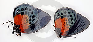 Beautiful red blue butterflies Agrias beatifica isolated on white macro close up, collection insects, nymphalidae,