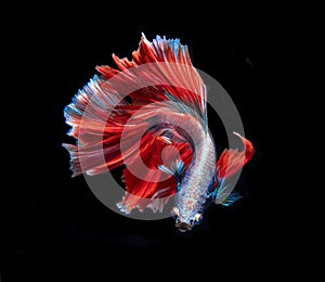 Beautiful red and blue siamese fighting fish, betta fish isolated on Black background.Crown tail Betta in Thailand