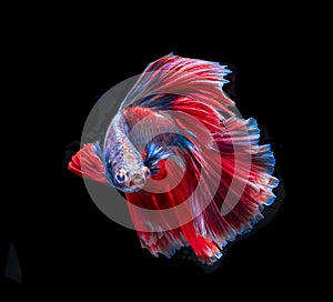 Beautiful red and blue siamese fighting fish, betta fish isolated on Black background.Crown tail Betta in Thailand