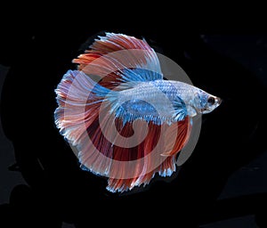 Beautiful red and blue siamese fighting fish, betta fish isolated on Black background.Crown tail Betta in Thailand