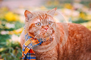 Beautiful Red british Cat with Yellow Eyes n a blue scarf Outdoor. Autumn cat in yellow leaves.