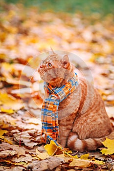 Beautiful Red british Cat with Yellow Eyes n a blue scarf Outdoor. Autumn cat in yellow leaves.