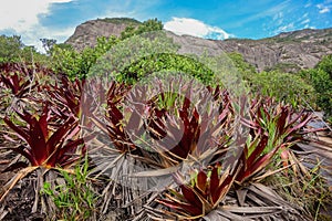 beautiful red bromeliads in Tropical mountainous area