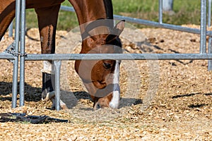 Beautiful red-brown horse in a metal horsebox, head lowered to the ground to eat hay, black bridle on the left side of the picture