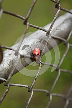 Beautiful red bug