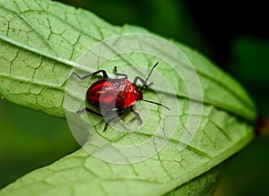 A beautiful Red Bug climbing on back leaf