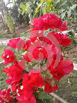 Beautiful red Bugenvil