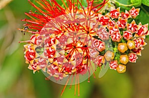 Beautiful of Red bush willow or Thai powder puff flower