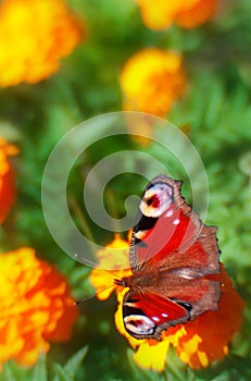 Beautiful red butterfly on flowers