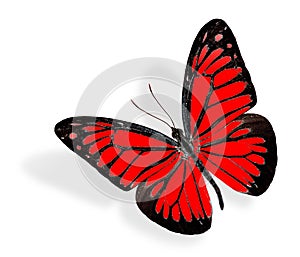 beautiful Red Butterfly flying on white background with soft shadow