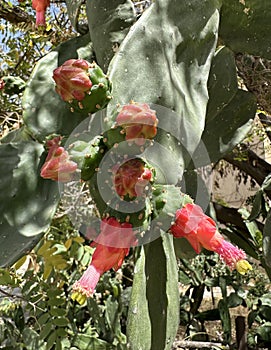 Cactus flower Opuntia cochenile (lat. Opuntia cochenillifera photo