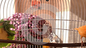 Beautiful red canary-bird in a cage