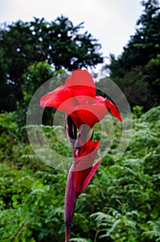 Beautiful Red Canna Lily in a forest