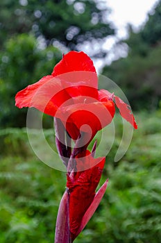 Beautiful Red Canna Lily in a forest