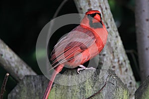 Beautiful Red Cardinal in the Fence