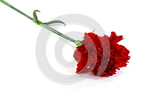 Beautiful red carnation flower isolated