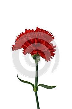 Beautiful red carnation flower isolated