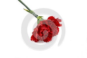 Beautiful red carnation flower isolated