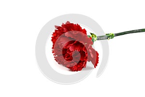 Beautiful red carnation flower isolated