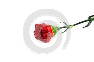 Beautiful red carnation flower isolated