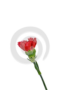 Beautiful red carnation flower isolated
