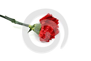 Beautiful red carnation flower isolated