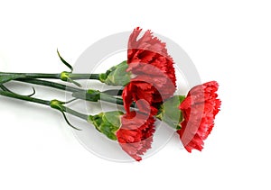 Beautiful red carnation flower isolated