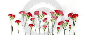 Beautiful red carnation flowers isolated on white background