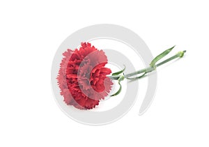 Beautiful red carnation isolated on white background