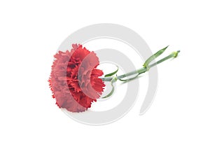 Beautiful red carnation isolated on white background