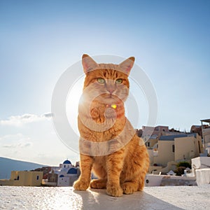 Beautiful red cat against the sunset with blue sky in Santorini, Greece