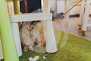 Beautiful red cat in focus. Cat`s eye.