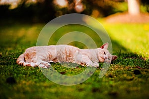 Beautiful red cat on green grass. Summer day.Animal planet