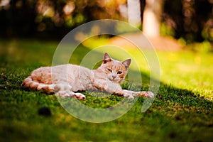 Beautiful red cat on green grass. Summer day.Animal planet