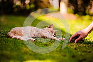 Beautiful red cat on green grass. Summer day.Animal planet