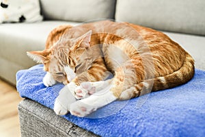 A beautiful red cat lying down and relaxing at home.