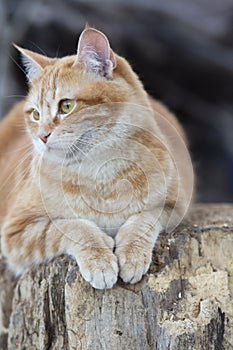 Beautiful red cat lying on stump outdoors, pet walking in the yard