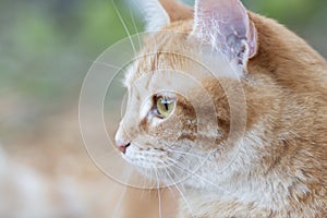 Beautiful red cat outdoors, lovely pet