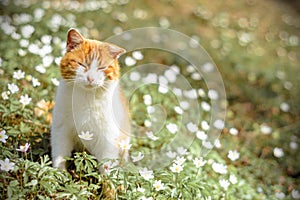 Beautiful red cat rests in wild spring flowers anemones