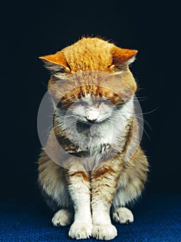Beautiful red cat sits evenly with his head down, front view photo