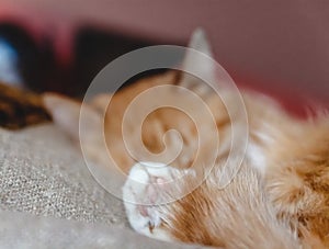 Beautiful red cat sleeping, close-up. Concept. healthy restful sleep and life