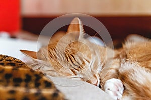 Beautiful red cat sleeping, close-up. Concept. healthy restful sleep and life